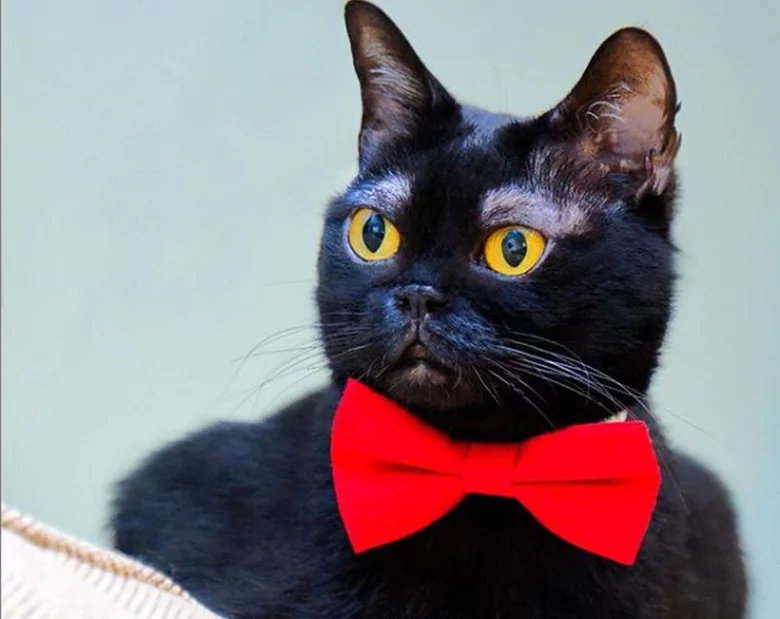 Miniatura: Czarny kot z białymi brwiami? To przepis...