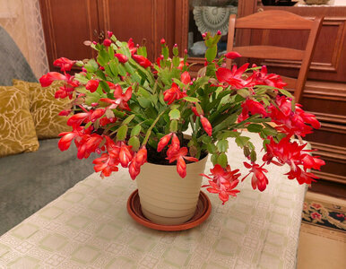 Miniatura: Te rośliny kwitną nawet w środku zimy! 5...