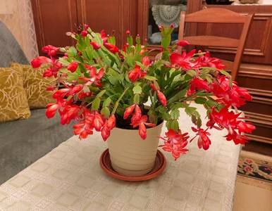 Miniatura: Te rośliny kwitną nawet w środku zimy! 5...