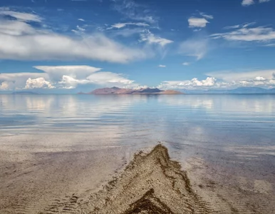 Miniatura: Trafili na tajemnicze stworzenie. Kryło...