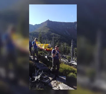 Wycieńczony pies został zniesiony na noszach 