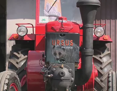 Miniatura: Jedzie z Podbeskidzia nad Bałtyk......