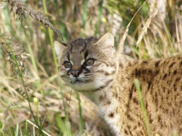 Ocelot chilijski 