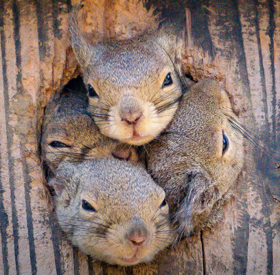 Miniatura: Zabawne zdjęcia ciekawskich wiewiórek w Tokio