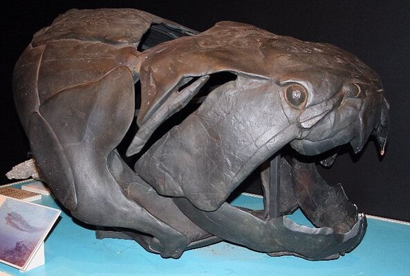 Miniatura: Dunkleosteus terrelli - dewońska ryba...