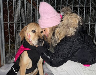 Miniatura: Doda ujawnia bagno w schronisku w Bytomiu....