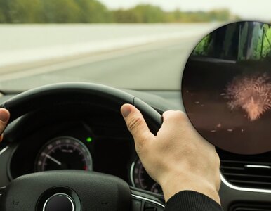 Miniatura: Film z Dolnego Śląska hitem sieci....