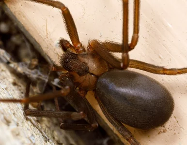 Miniatura: Pokój hotelowy jak z horroru. Naukowiec...