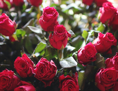 Miniatura: Bukiet czerwonych róż i list na...