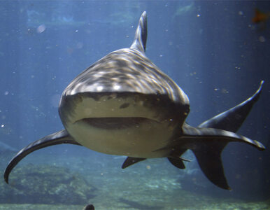 Miniatura: Rekiny odpłynęły, plaże Florydy znów otwarte