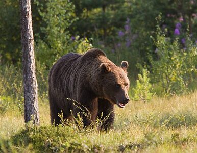 Miniatura: Niedźwiedź zaatakował ratowników GOPR