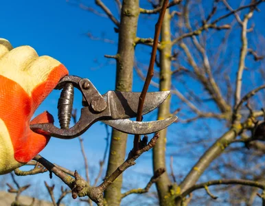 Miniatura: Zrób to w styczniu, a drzewa odwdzięczą...