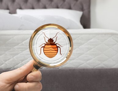 Miniatura: Zmieniła pościel, odkurzyła materac i była...