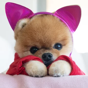 Jiffpom 