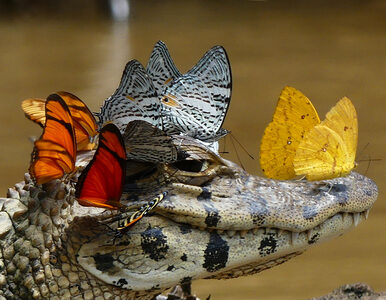 Miniatura: Motyle kochają krokodyle... łzy. To...