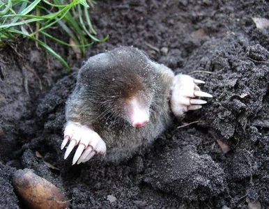 Miniatura: Gdy pojawił się kolejny kopiec, sąsiad...
