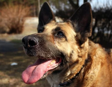 Miniatura: "Szarik padł", a Rodowicz płaci