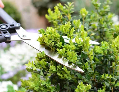 Miniatura: Ciąć już w marcu czy jeszcze poczekać? Ten...