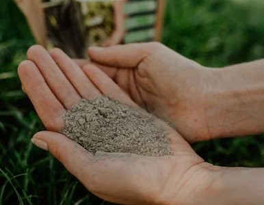 Miniatura: Rozsyp jesienią na trawniku, żeby wiosną...