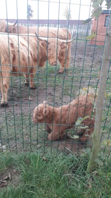 Zwierzęta w ZOO Wojciechów 