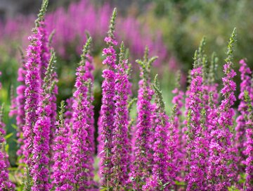 Krwawnica (Lythrum salicaria)