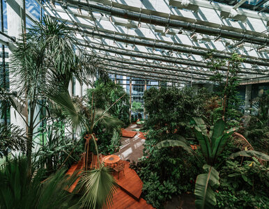 Tropikalny las w biurowcu. Olivia Business Centre otworzył całoroczny ogród