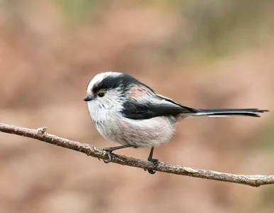 Miniatura: 10 pytań z wiedzy ogólnej. Mało kto...