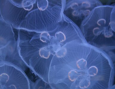 Miniatura: Inwazja meduz na Krymie. „Rozlały się na...