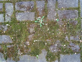 Miniatura: Posyp tym kostkę brukową. Mech zniknie bez...