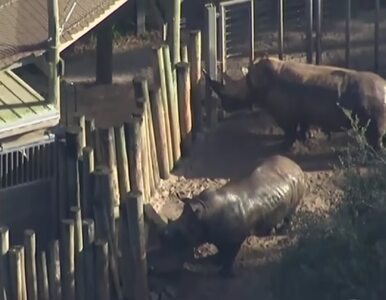 Miniatura: 2-latka zaatakowana przez nosorożca w zoo....