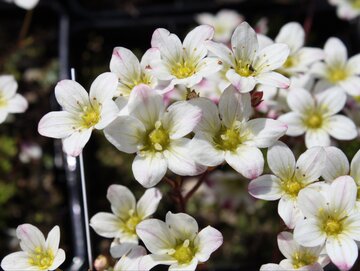 Skalnica Arendsa,  Saxifraga x arendsii