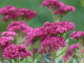 Miniatura: Masz puste miejsca na rabacie? Posadź to...