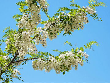 Rabinia akacjowa Robinia pseudoacacia