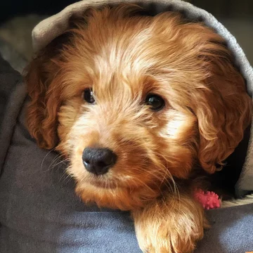 Psy rasy Golden Retriever 