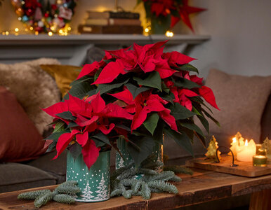 Miniatura: Wlej to do doniczki z gwiazdą betlejemską....