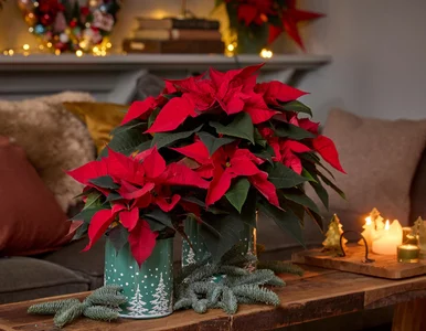 Miniatura: Wlej to do doniczki z gwiazdą betlejemską....