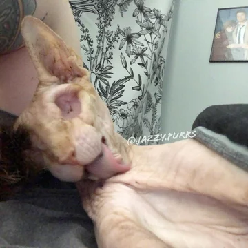 Jasper 