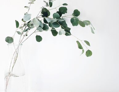 Miniatura: Eukaliptus. Niecodzienna roślina, która...