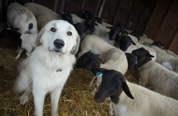 Miniatura: „Nasze miejsce na ziemi” - zdjęcia z filmu