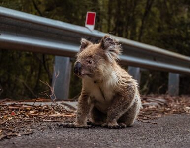 Miniatura: Zagubiona koala trafiła na stację...
