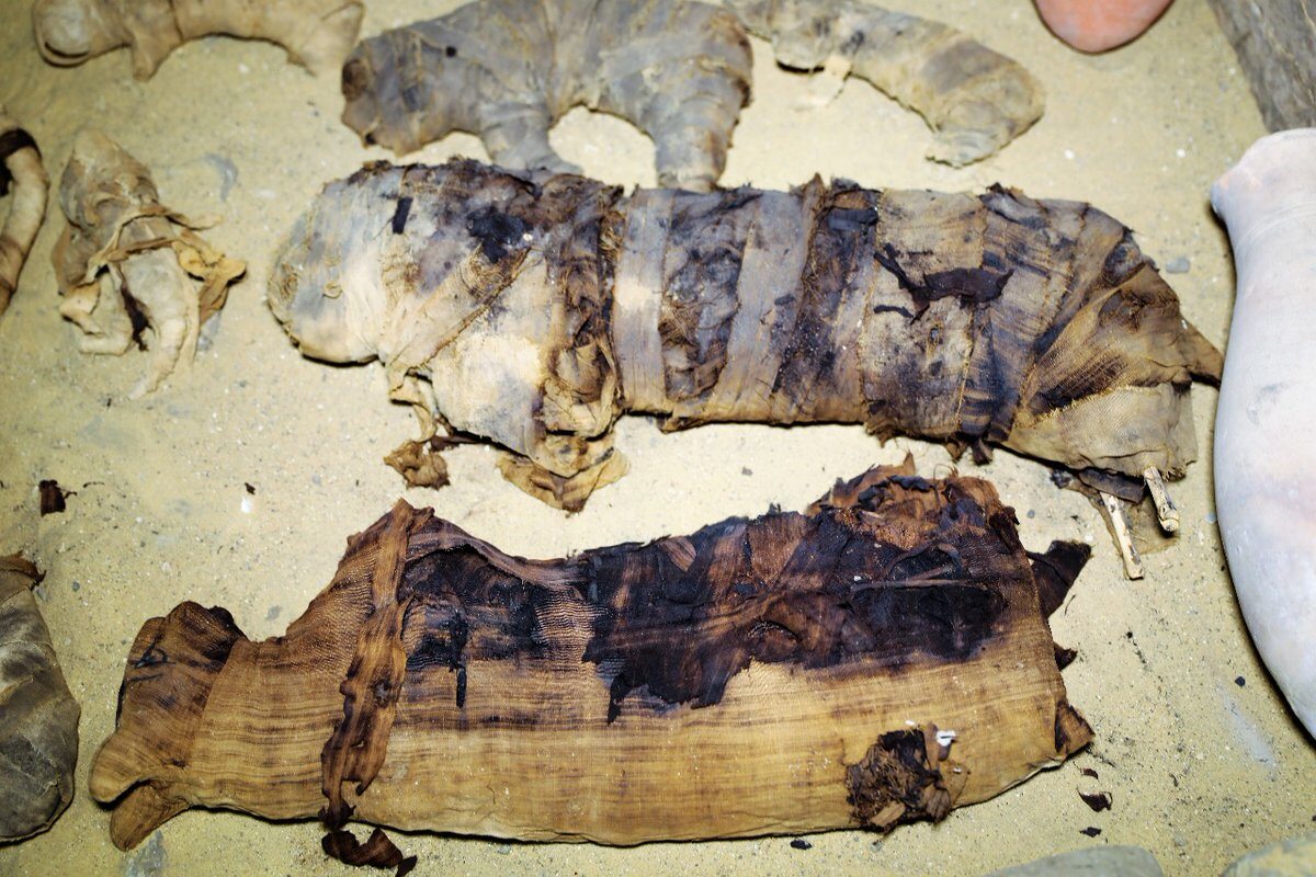 Znalezione mumie kotów 