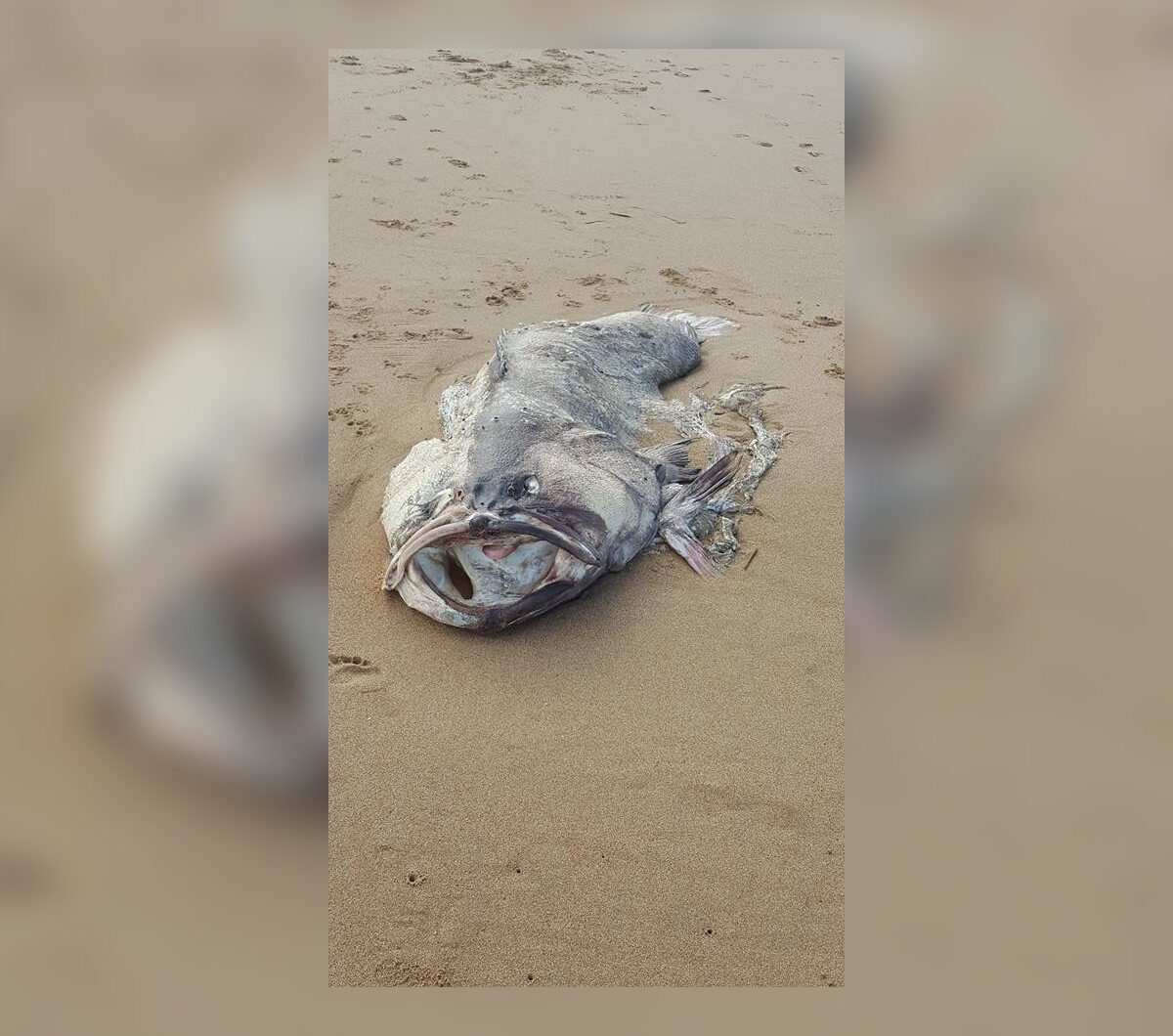 Ryba znaleziona na wybrzeżu Queensland 