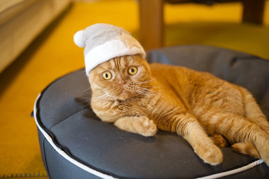 Koty w czapkach z własnej sierści 