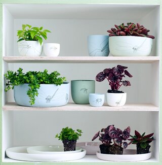 Peperomia