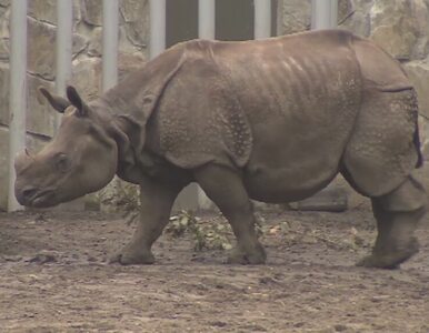 Miniatura: We wrocławskim zoo spalili róg nosorożca