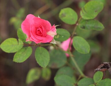 Miniatura: Chloroza wyniszcza róże. Przestają rosnąć,...