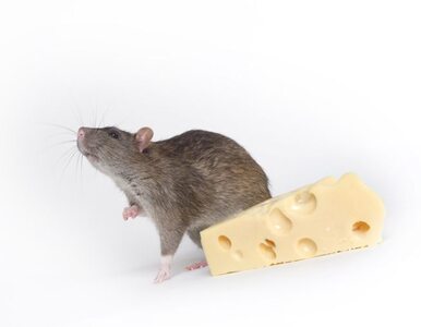 Miniatura: Szczury grasują w Białymstoku. Mieszkańcy...
