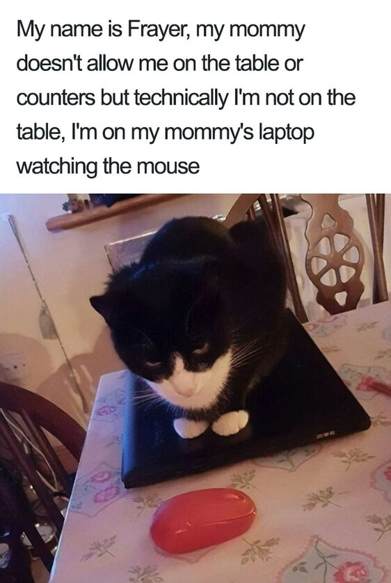 Nie wolno mi siedzieć na stole, więc siedzę na laptopie. Pilnuję myszki 