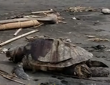 Miniatura: Martwy żółw znaleziony na plaży. Z jego...