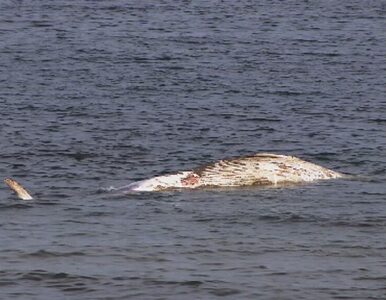 Miniatura: Martwy wieloryb przy plaży w Stegnie....
